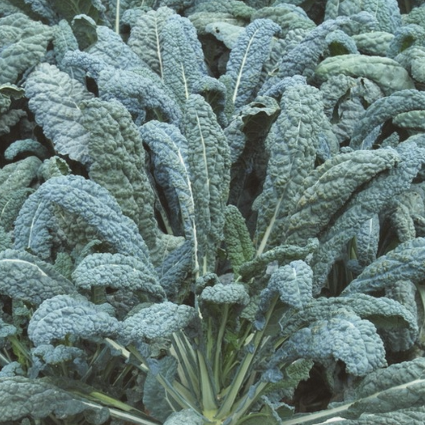 Lacinato Dinosaur Kale Seeds