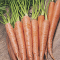 Tendersweet Carrot Seeds