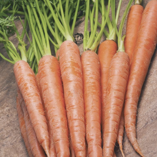 Tendersweet Carrot Seeds
