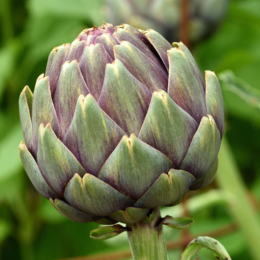 Green Globe Artichoke Seeds