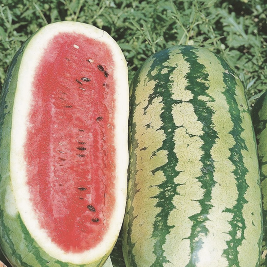 Jubilee Watermelon Seeds