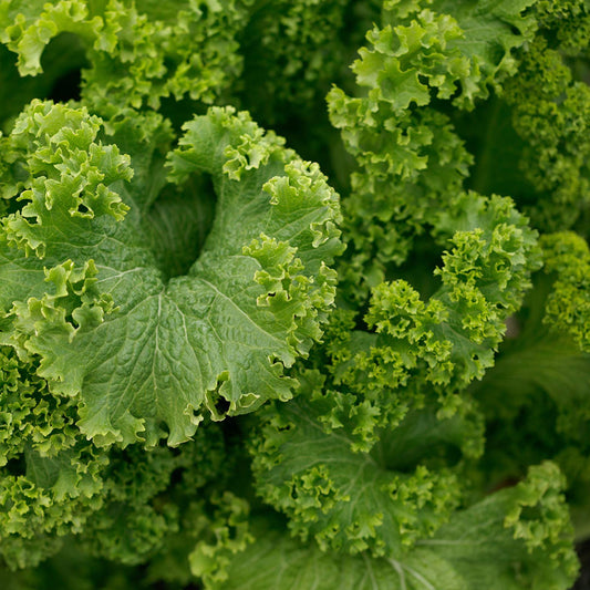 Southern Giant Curled Mustard Seeds