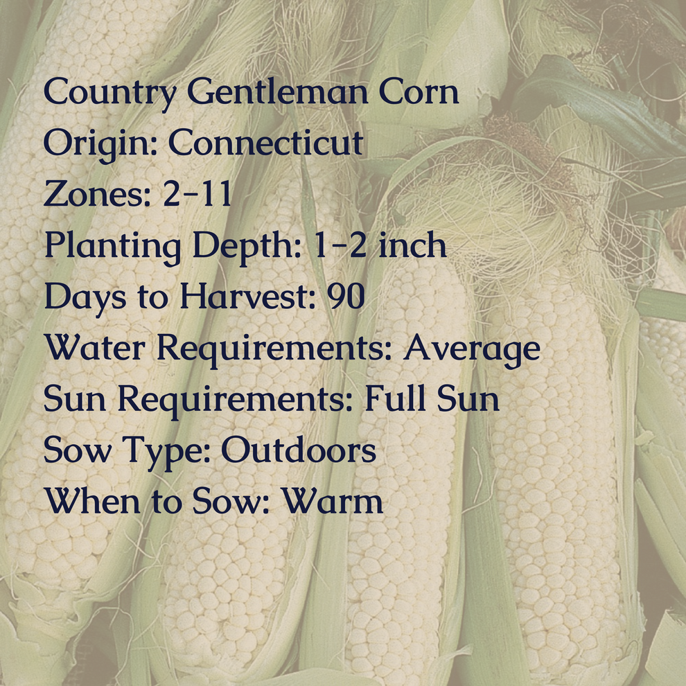 Country Gentleman Corn Seeds My Health Forward