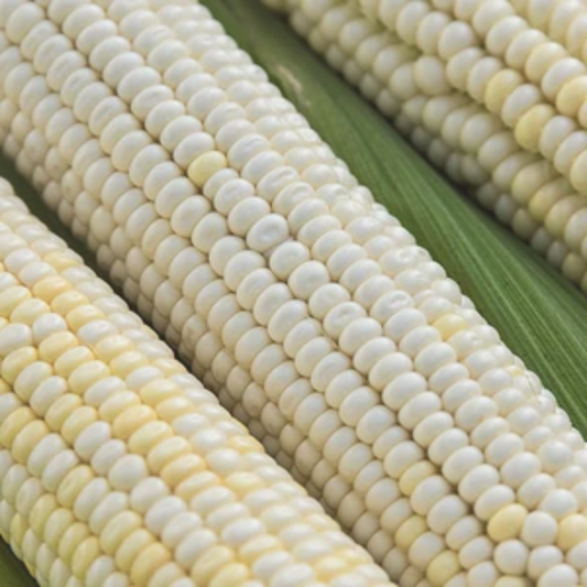 Eureka Ensilage Dent Corn Seeds