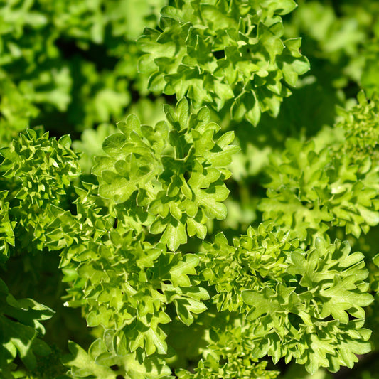 Italian Triple Moss Curled Parsley Seeds