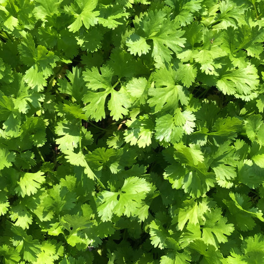 Leisure Cilantro Seeds