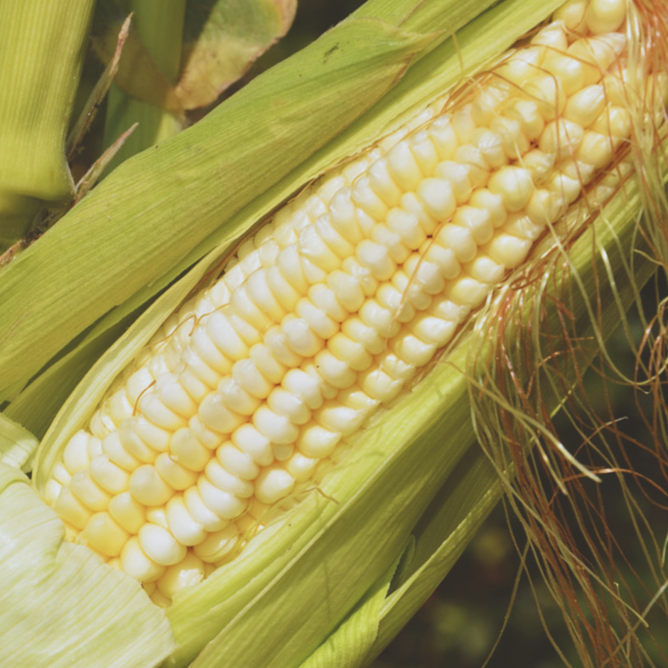 Corn Varieties – My Health Forward