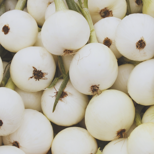 White Spanish Sweet Onion Seeds