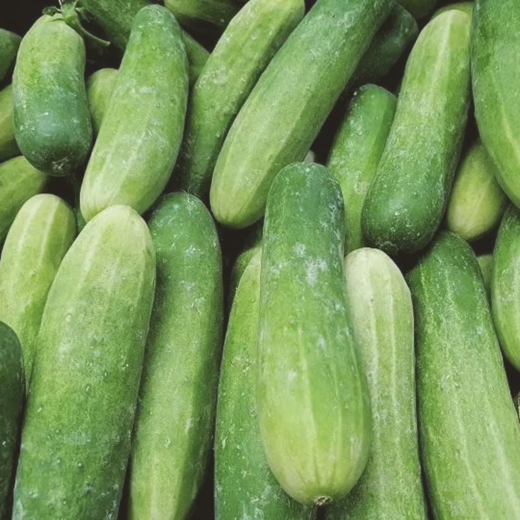 Cucumber Varieties – My Health Forward