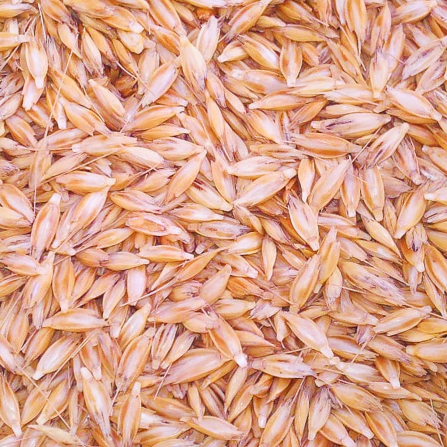 Einkorn Ancient Wheat Seeds