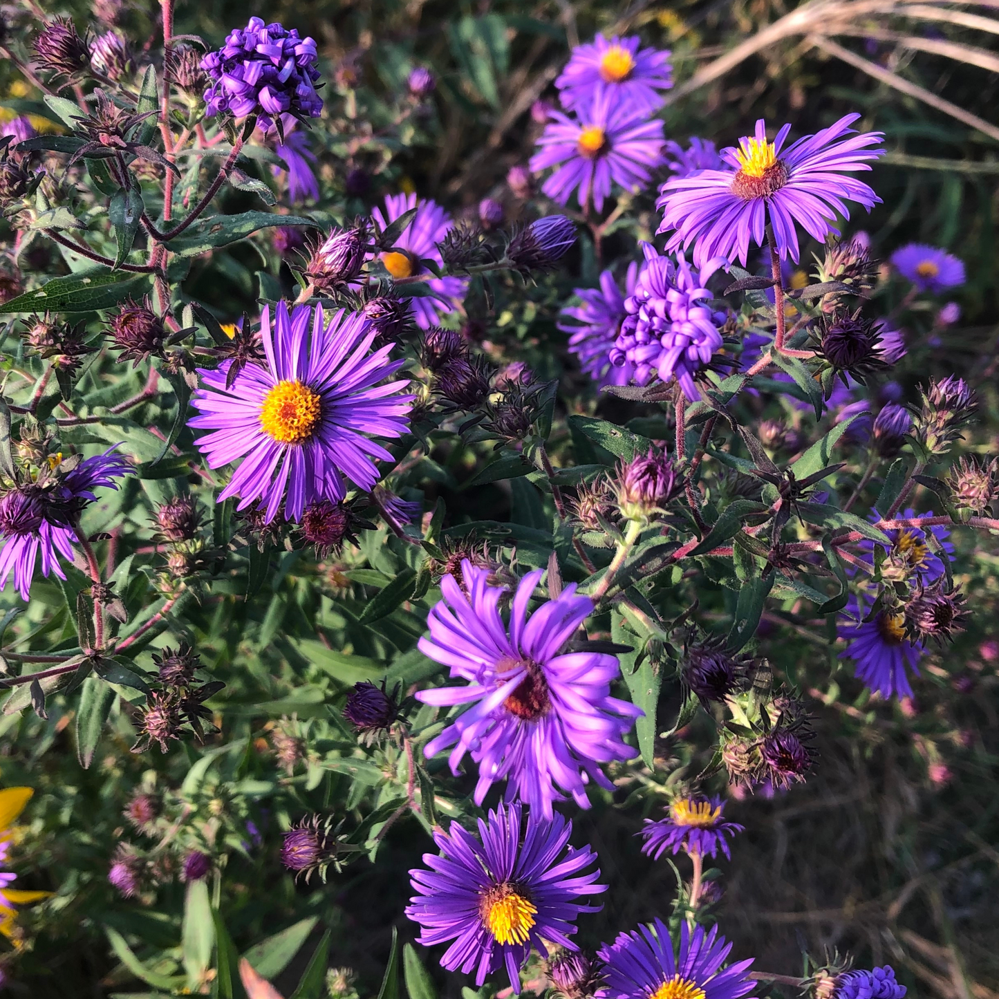 Aromatic Aster - Aster oblongifolius Seeds