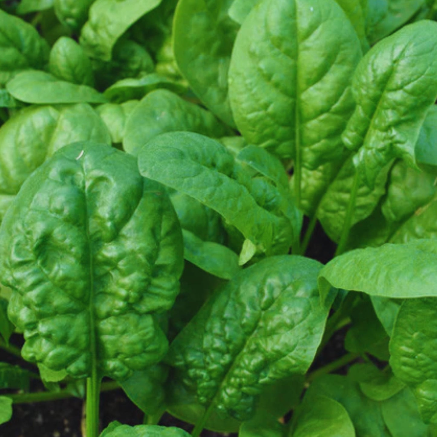 Giant Noble Spinach Seeds