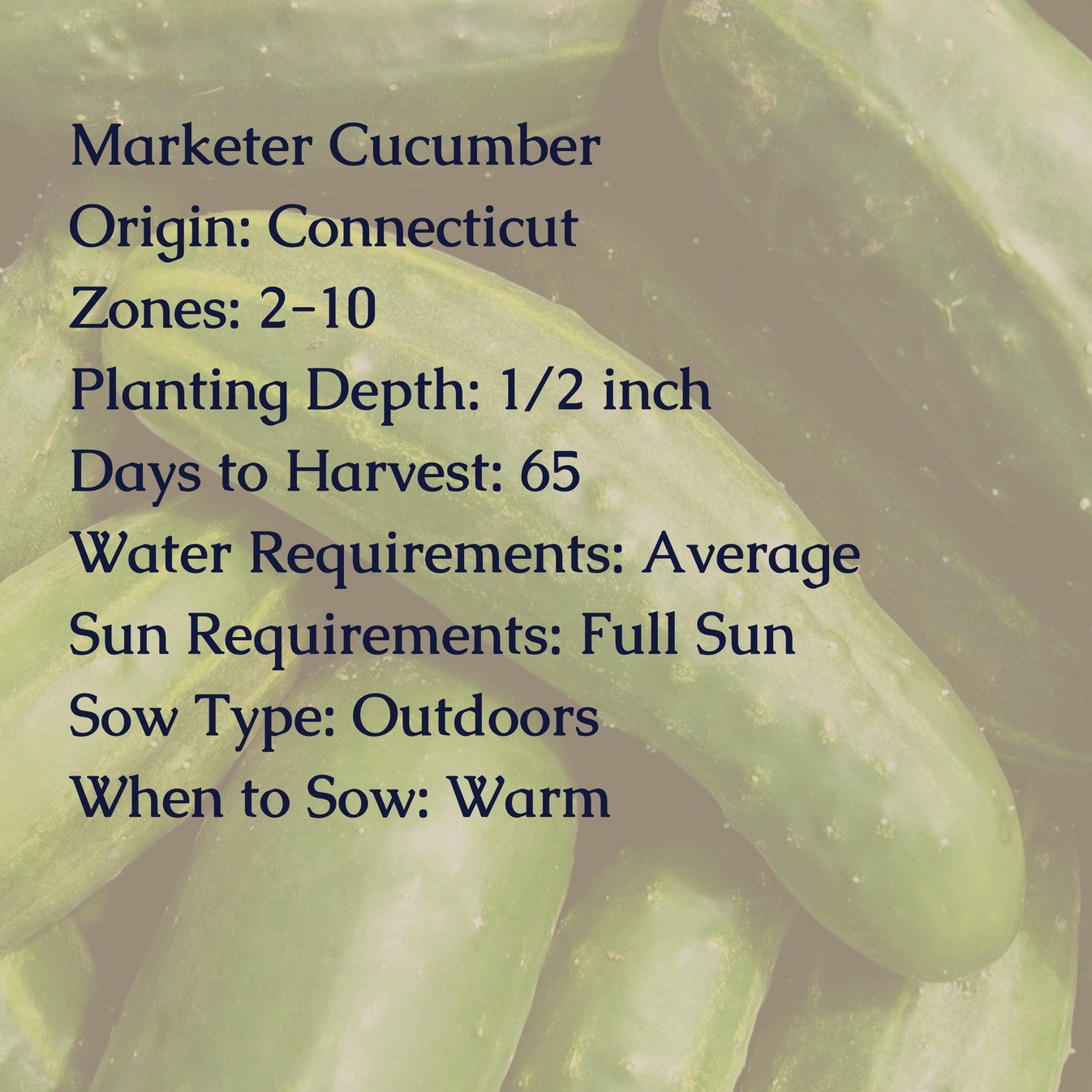 Marketer Cucumber Seeds – My Health Forward