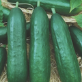 Spacemaster Cucumber Seeds