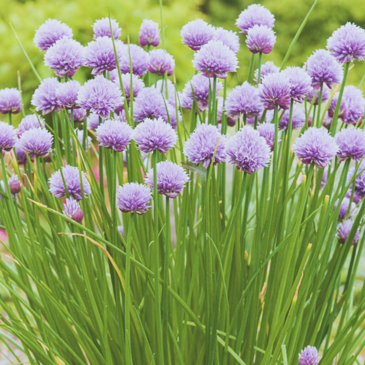 Heirloom Chive Seeds – My Health Forward