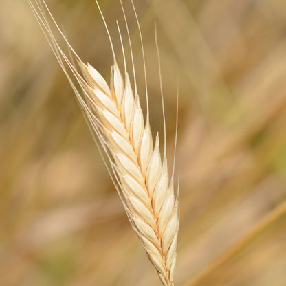Einkorn Ancient Wheat Seeds