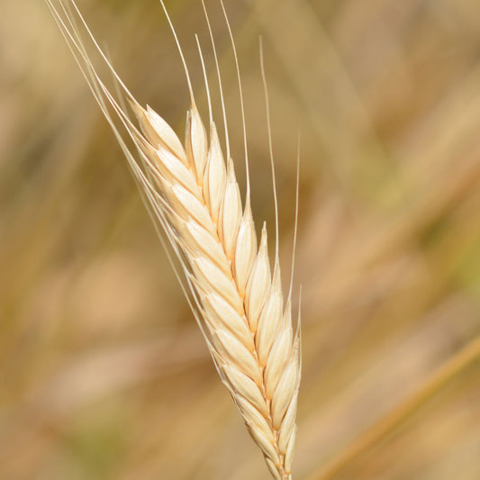 Einkorn Ancient Wheat Seeds
