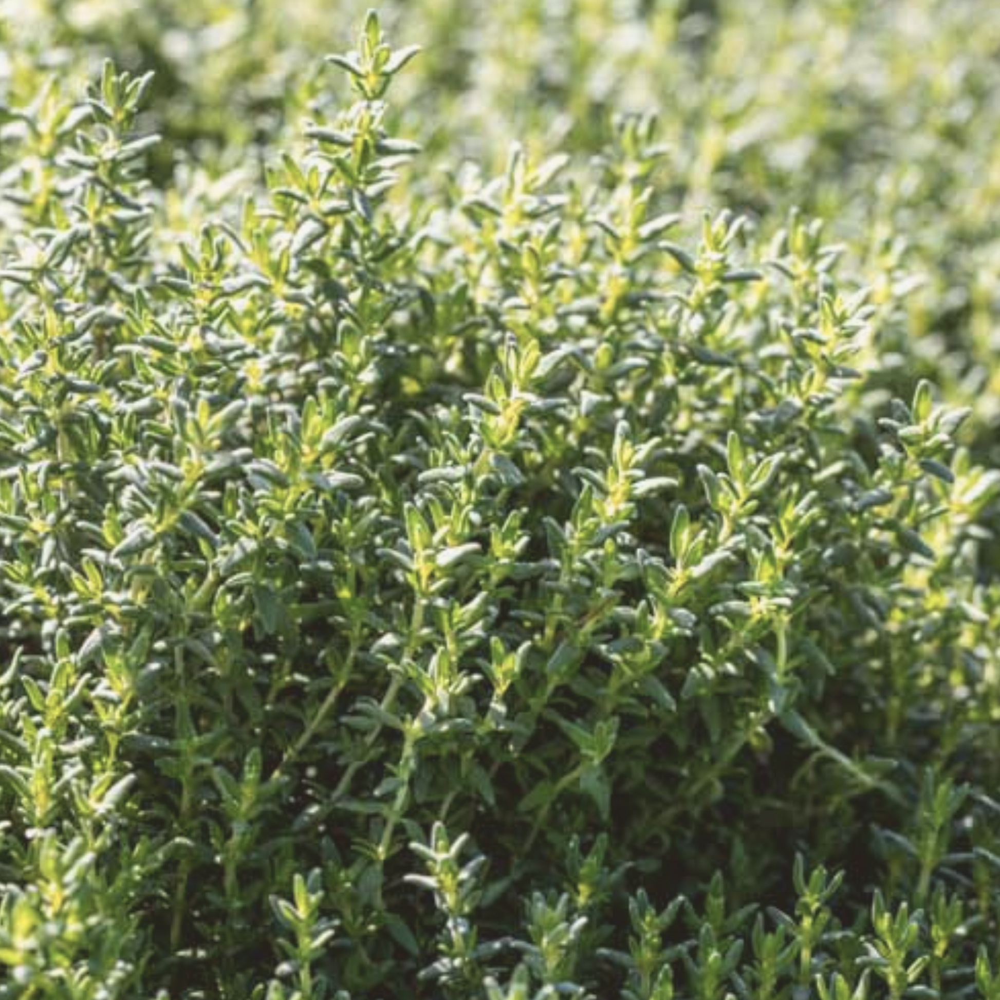 plant thyme seeds Heirloom Thyme Seeds – My Health Forward