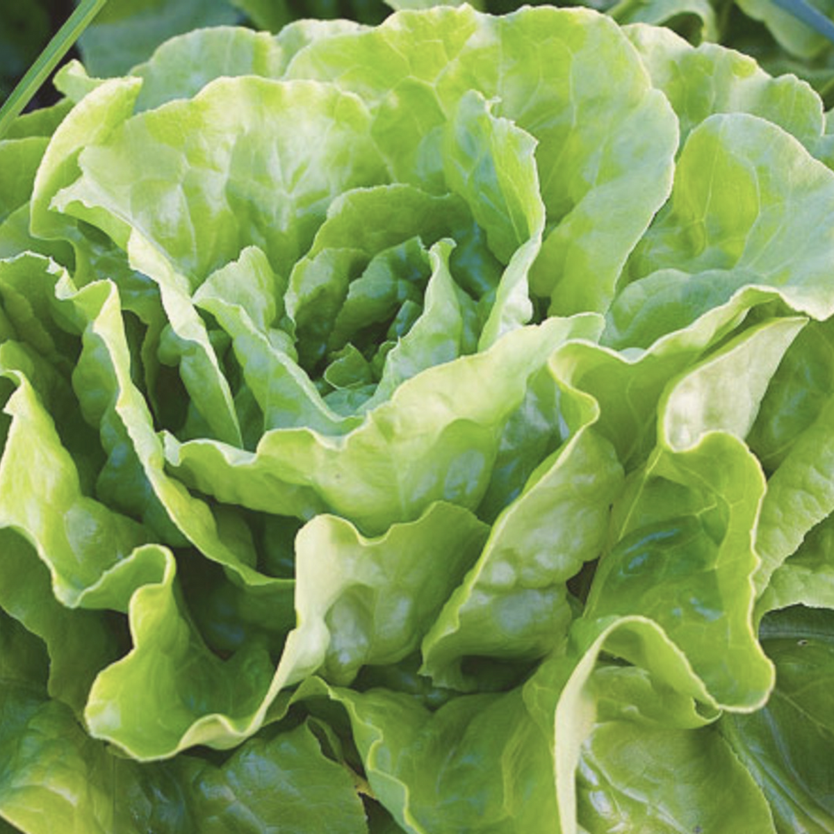 Butterhead Bibb Butterhead Heirloom Lettuce Seeds – My Health Forward