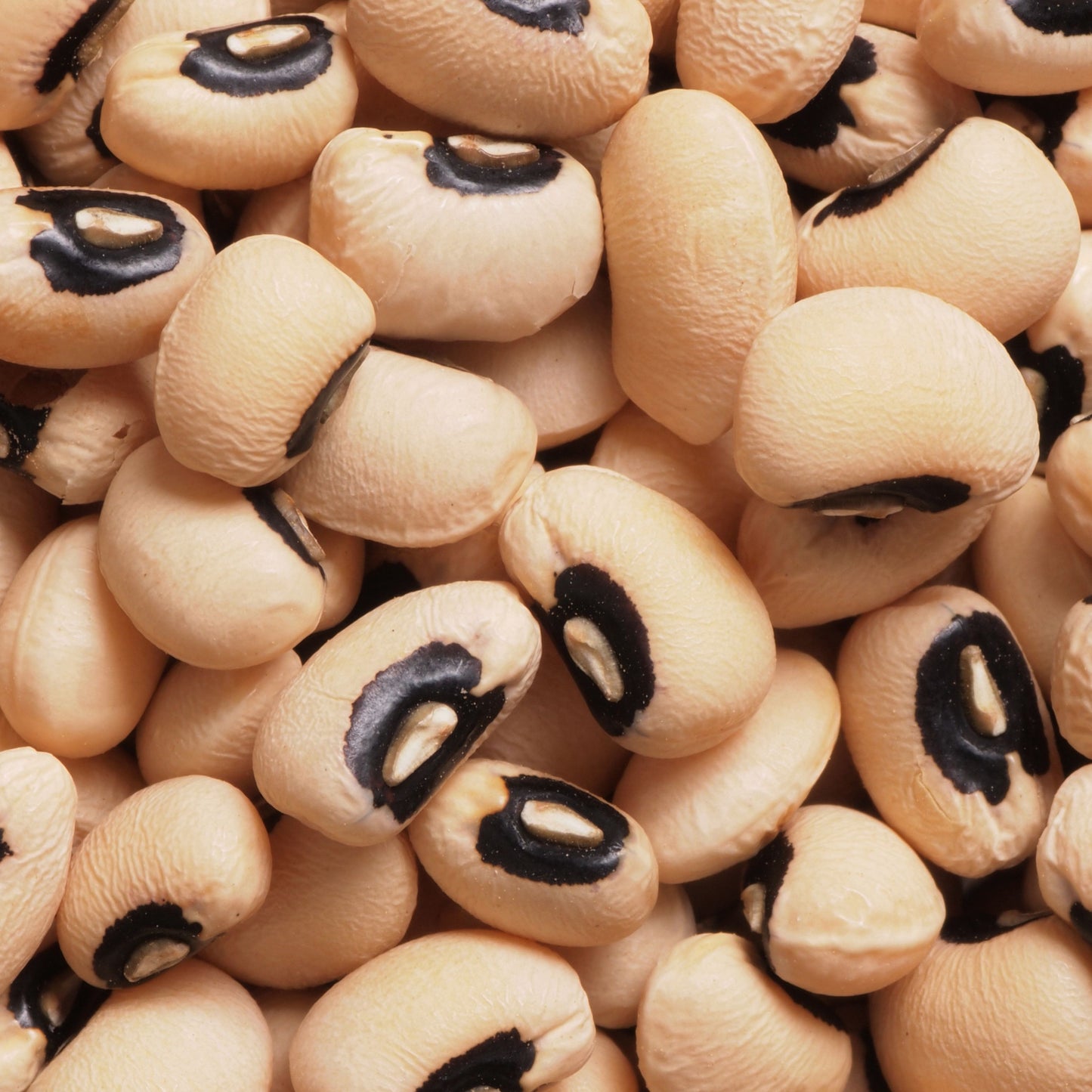 California Blackeye Cowpea Seeds