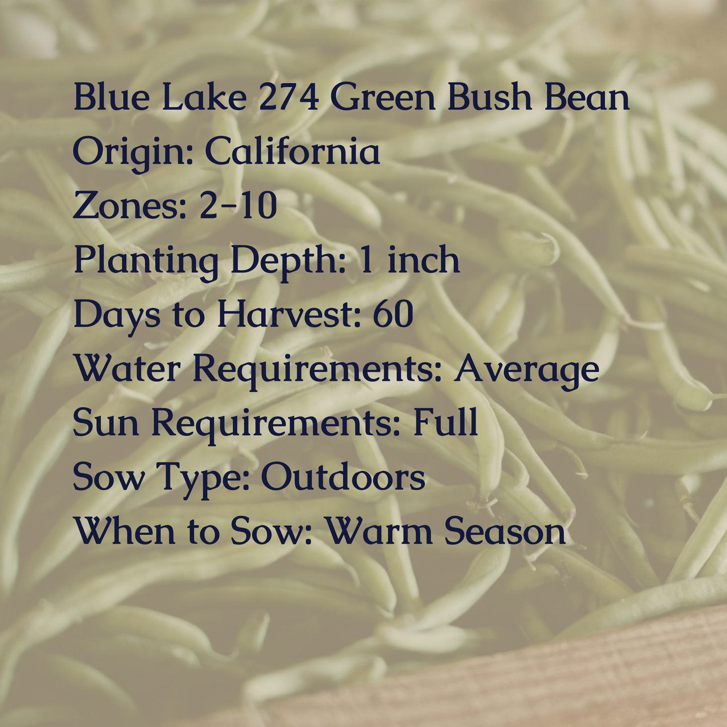 Blue Lake 274 Green Bush Bean Seeds – My Health Forward