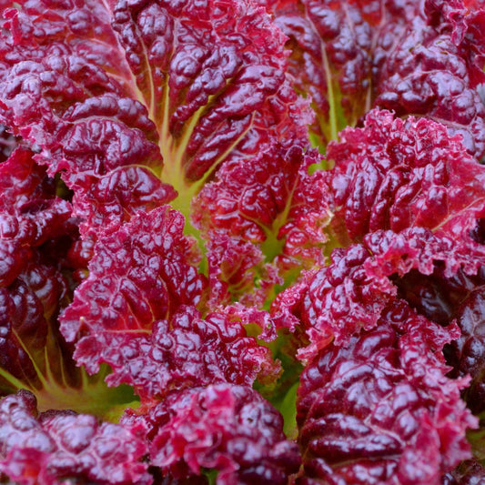 Ruby Red Lettuce Seeds