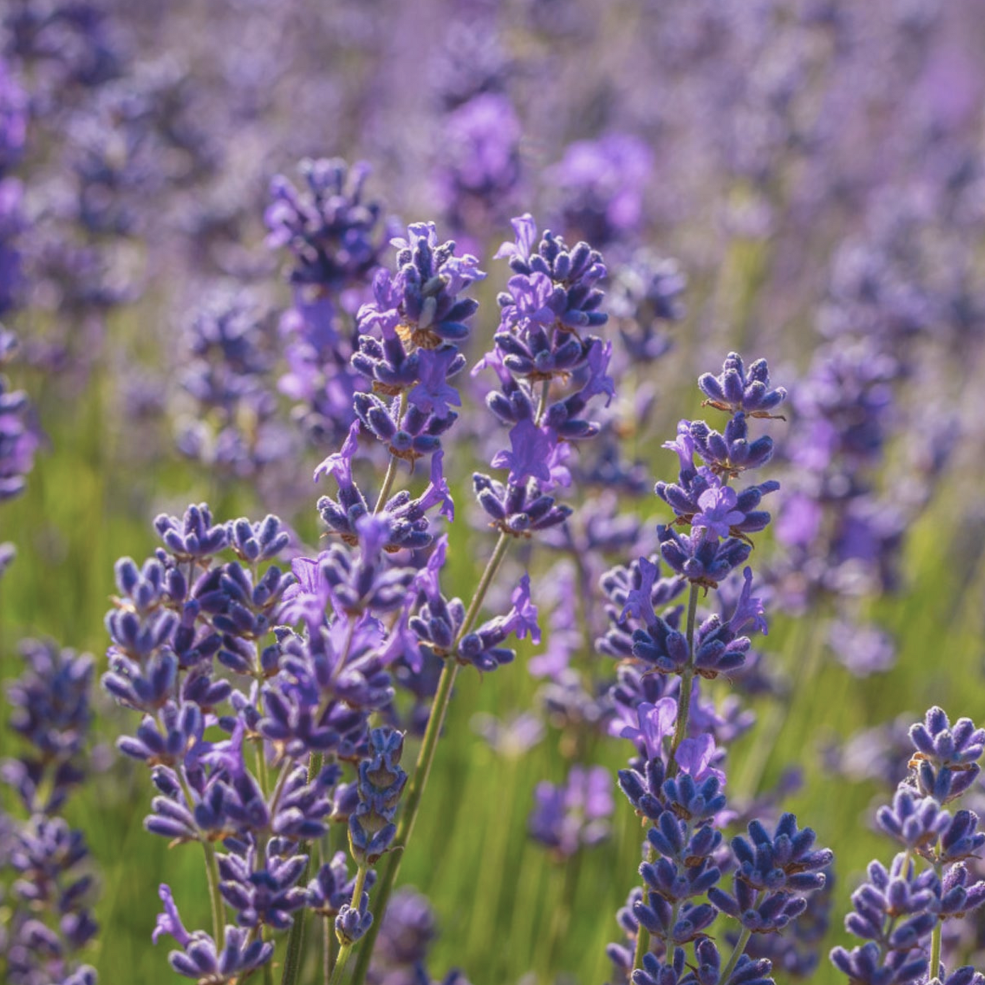 heirloom lavender seeds Vera Lavender Seeds