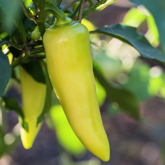 Sweet Banana Pepper Seeds