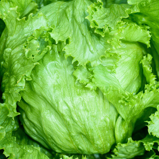 Iceberg Lettuce Seeds