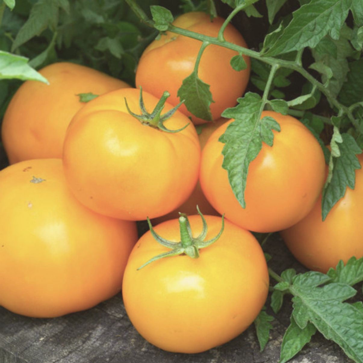 Golden Jubilee Tomato Seeds – My Health Forward