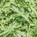 Arugula Seeds