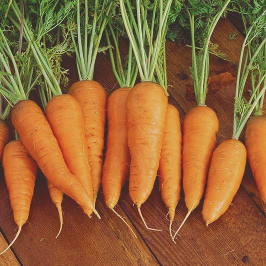 Danvers Carrot Seeds