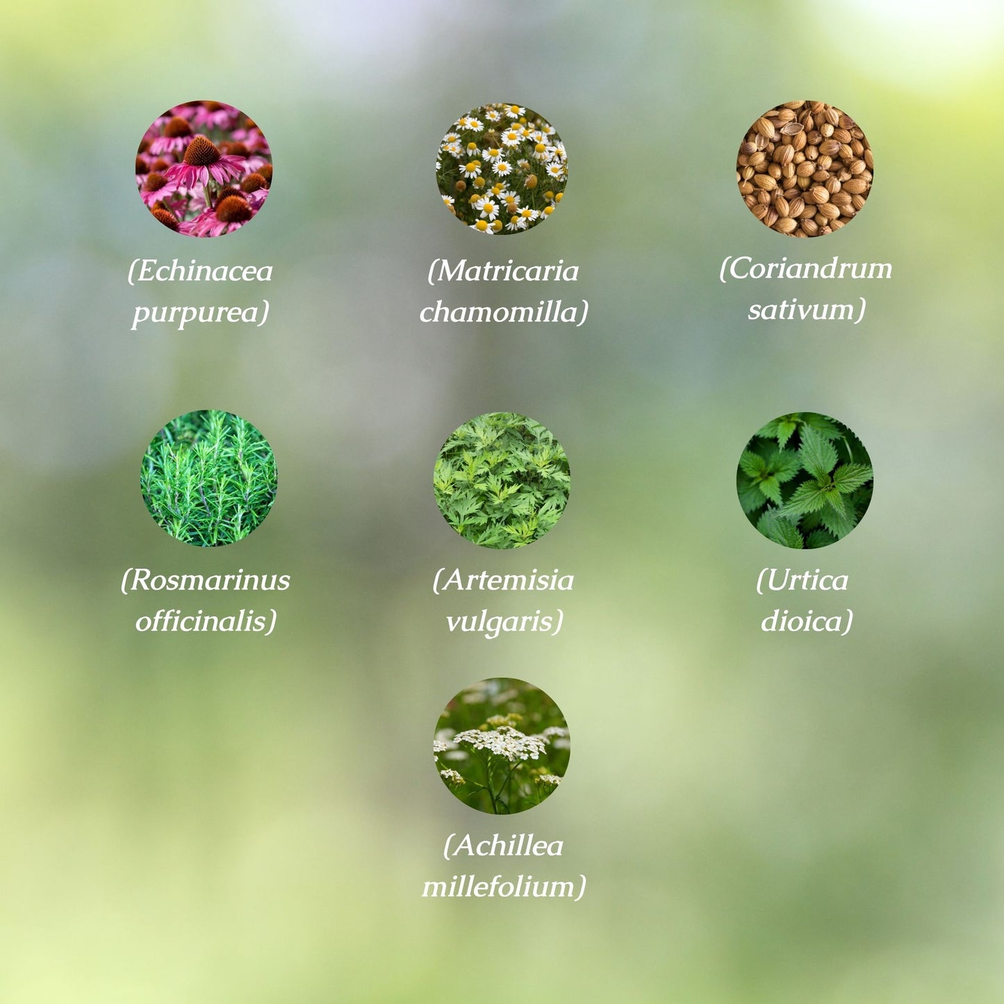 Allergy Relief Organic Herbal Tea