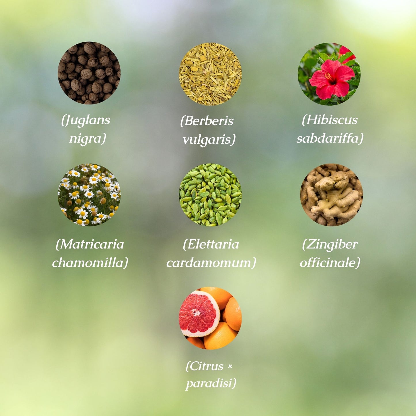 Organic Anti-inflammatory Herbal Tincture