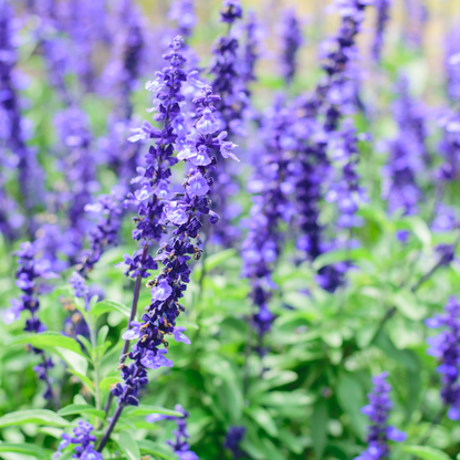 Blue Sage - Salvia farinacea Seeds