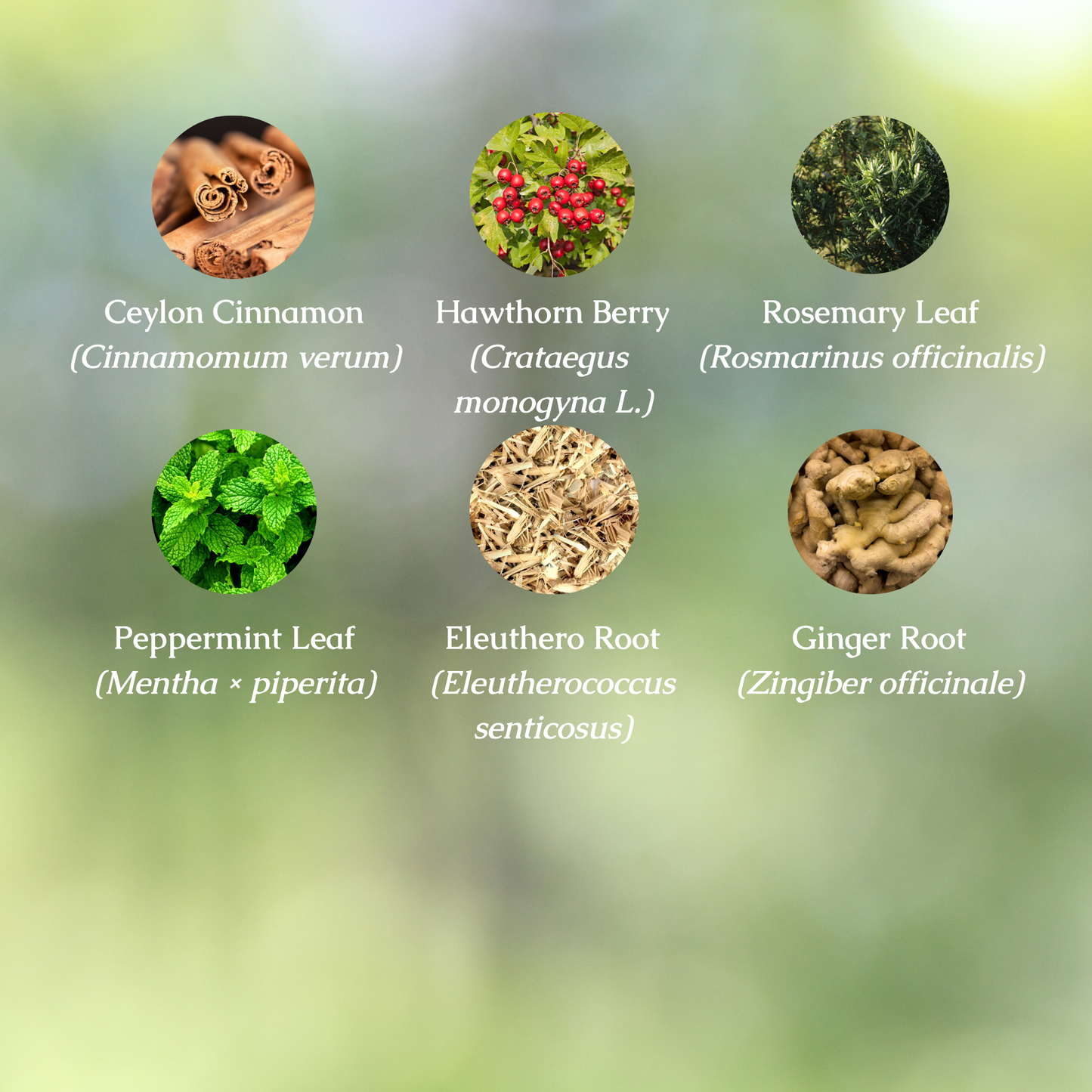 Organic Brain Fog Herbal Tincture