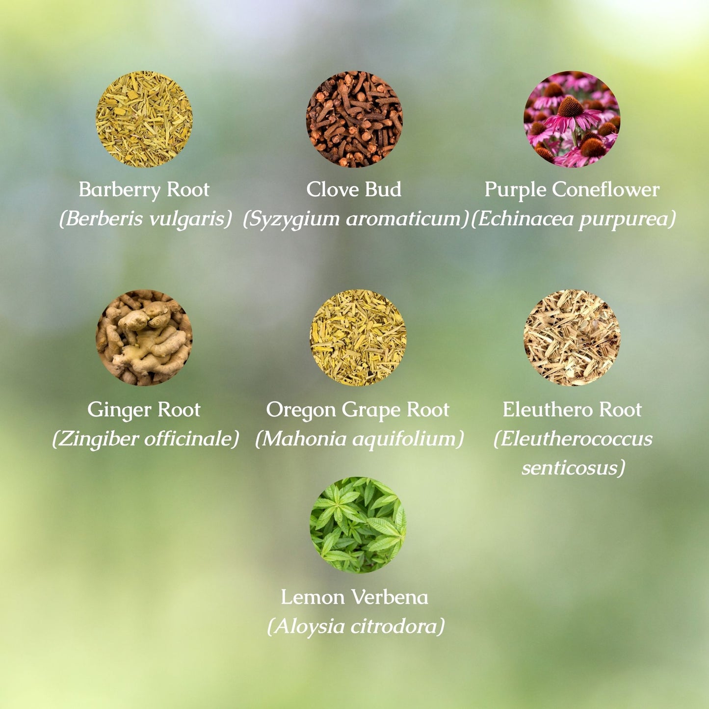 Candida Cleanse Organic Herbal Tea