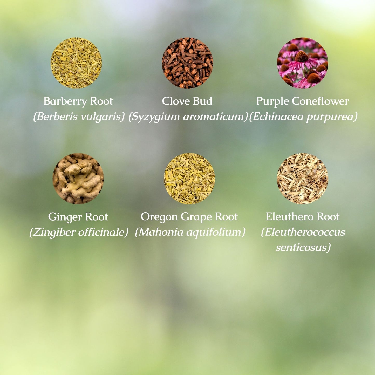 Organic Candida Cleanse Tincture