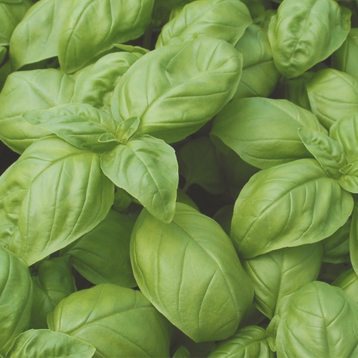 Italian Large Leaf Basil Seeds