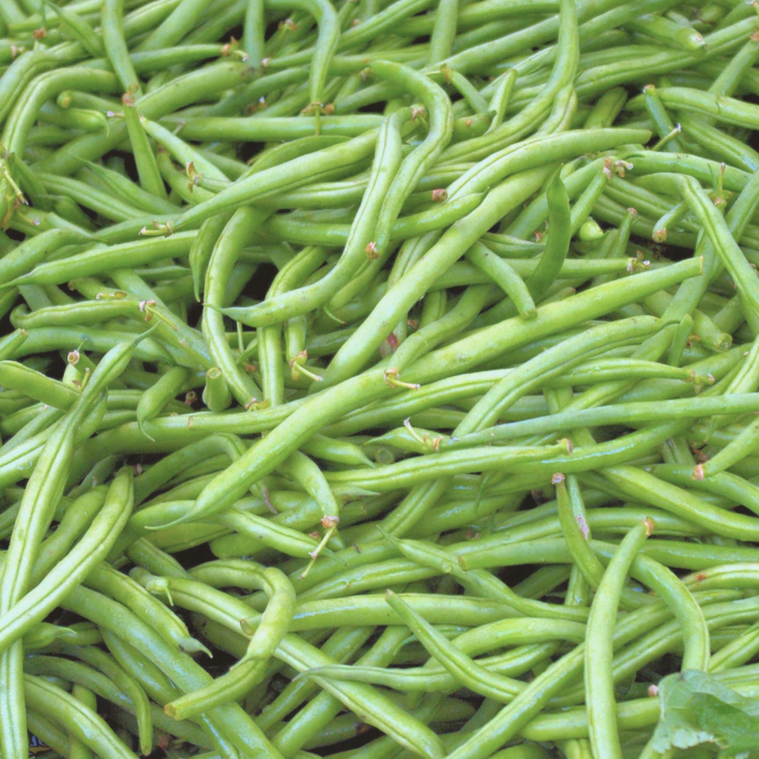 Heirloom Provider Green Bush Bean Seeds – My Health Forward