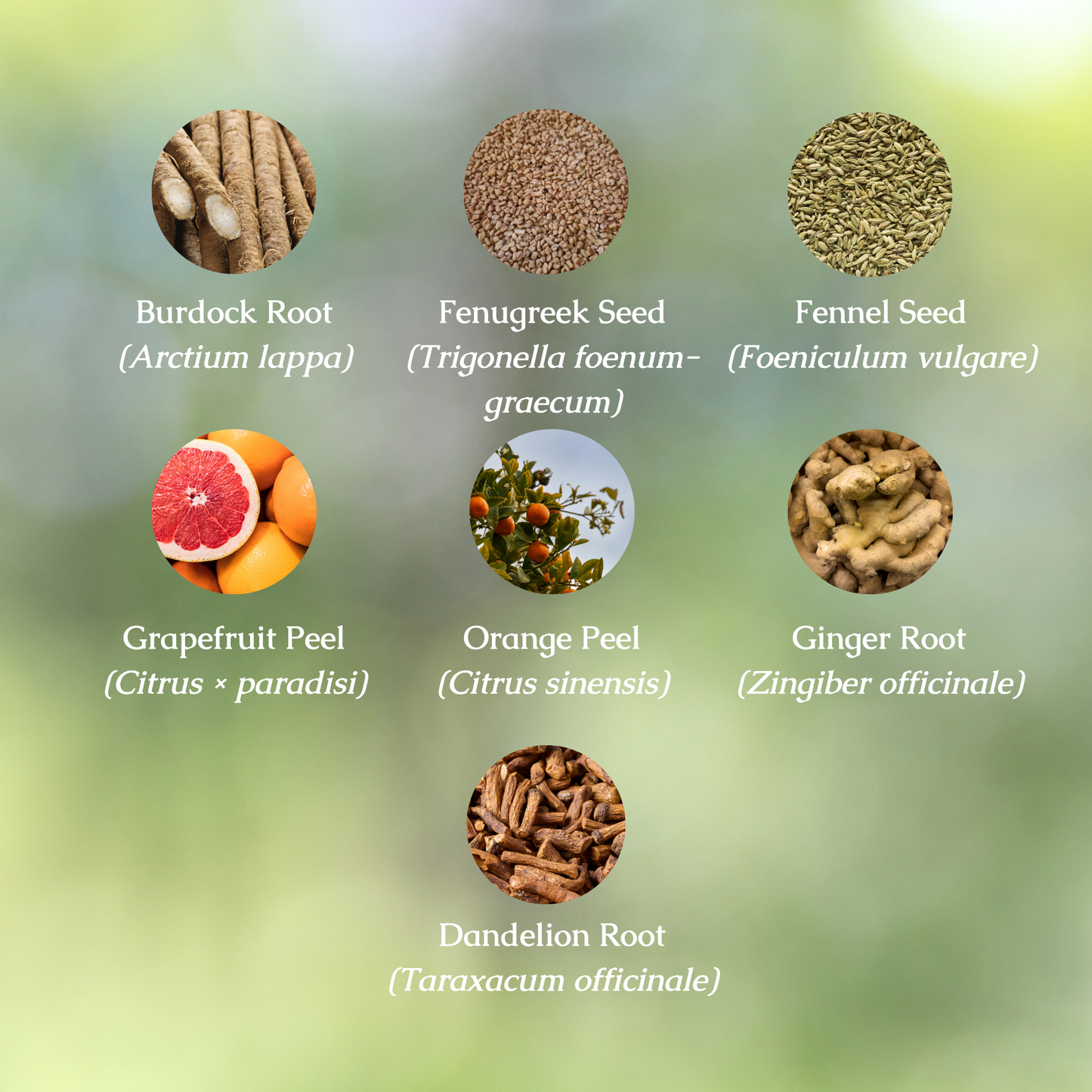Organic Debloat Digestive Bitters Tincture