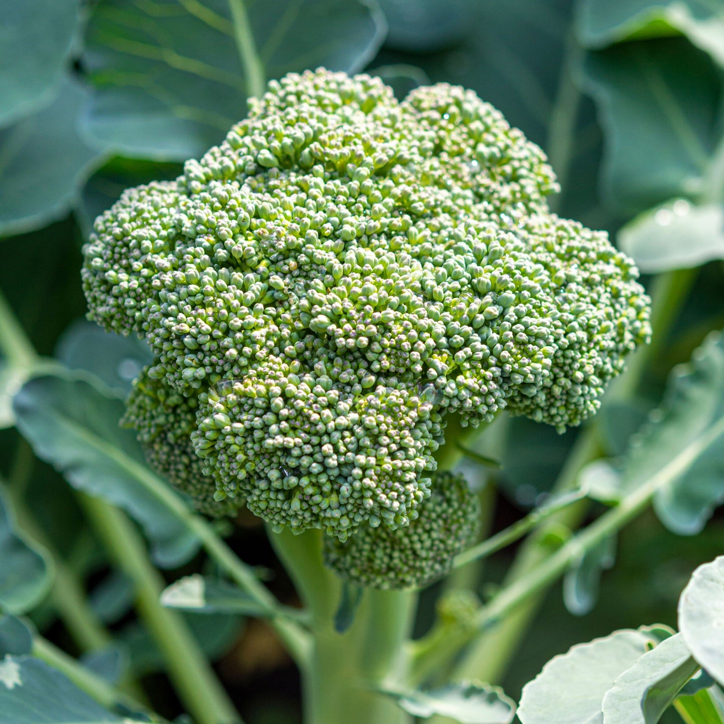 Di Cicco Broccoli Seeds