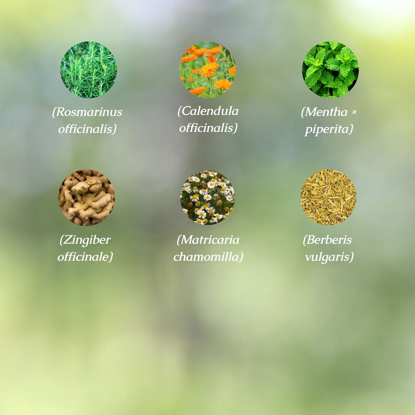 Organic Digestive Support Herbal Tincture