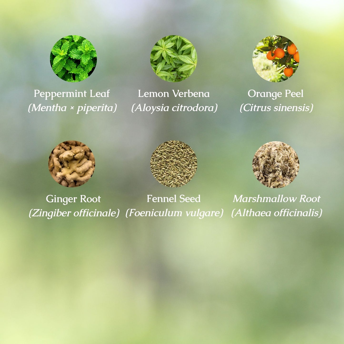 Digestive Health Organic Herbal Tea