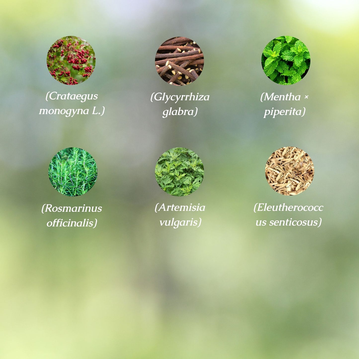 Organic Energy & Focus Herbal Tincture