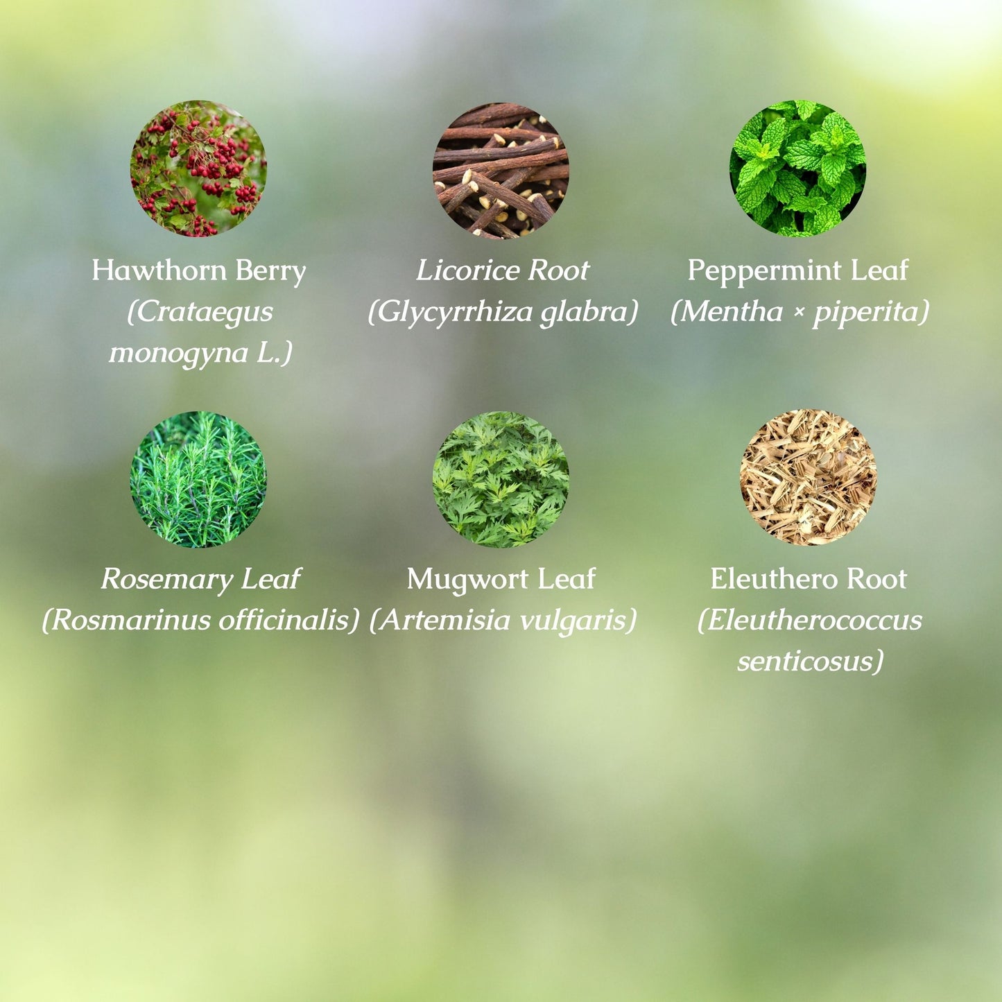 Organic Energy & Focus Herbal Tincture