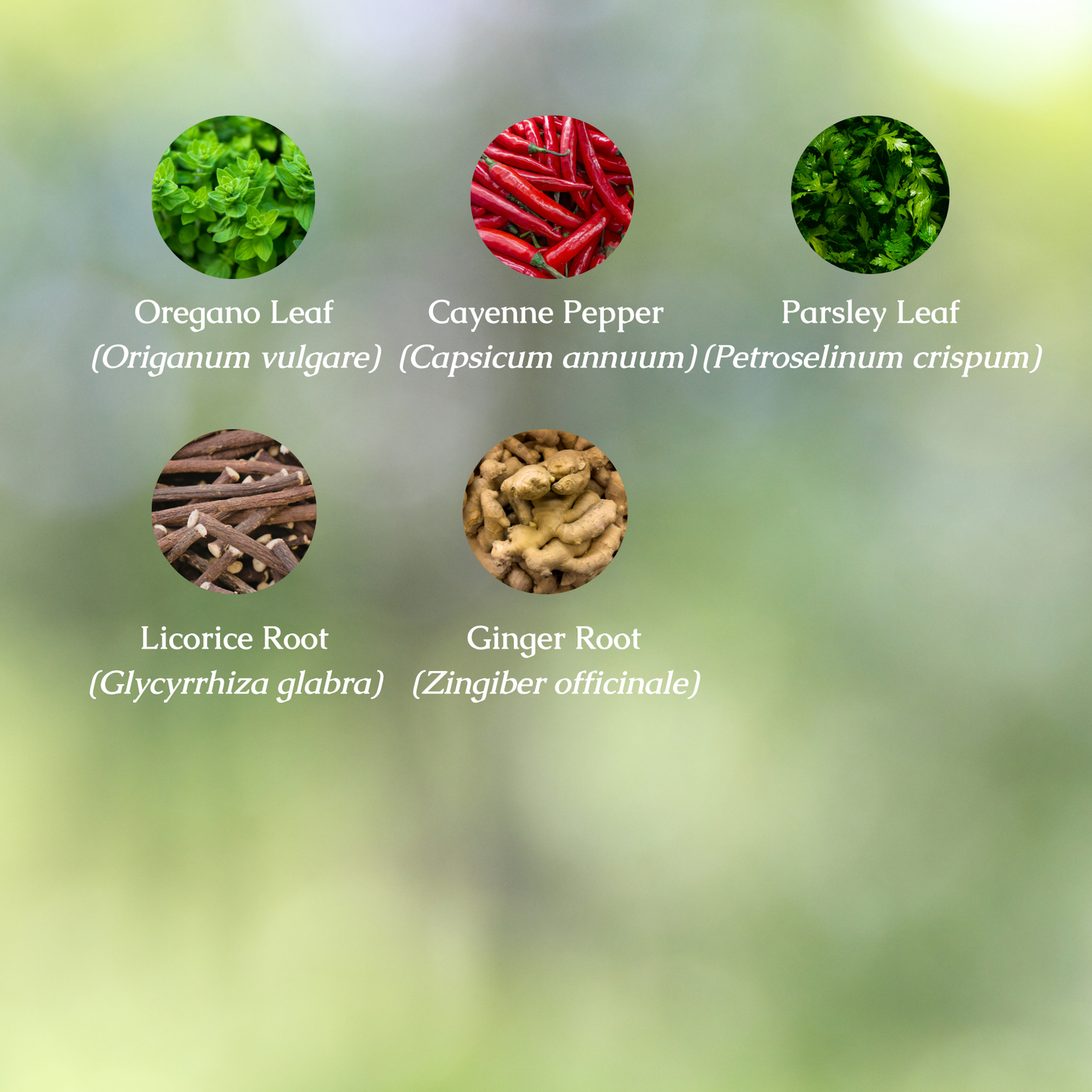 Organic Helicobacter Pylori Tincture