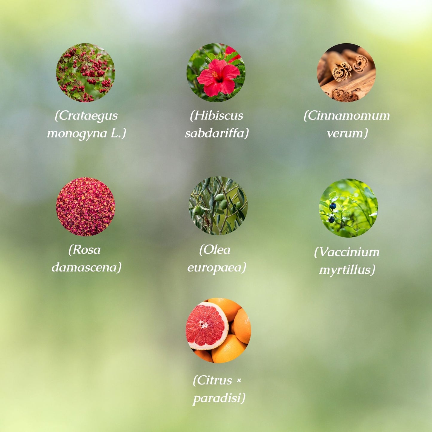 Heart Health Organic Herbal Tea