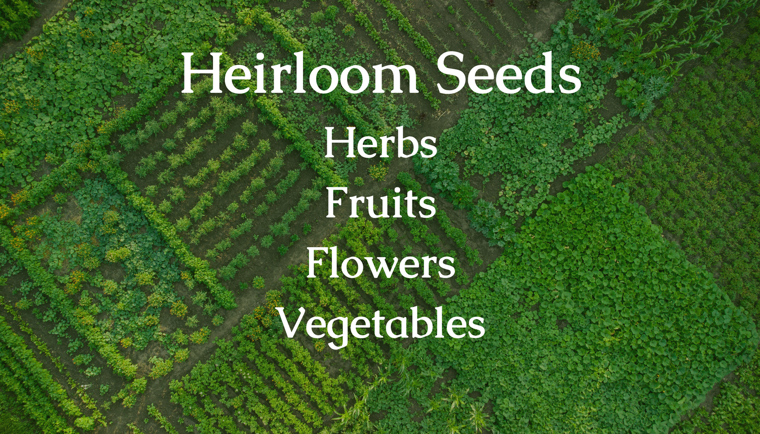 Drayton Hall » Colonial Heirloom Seeds