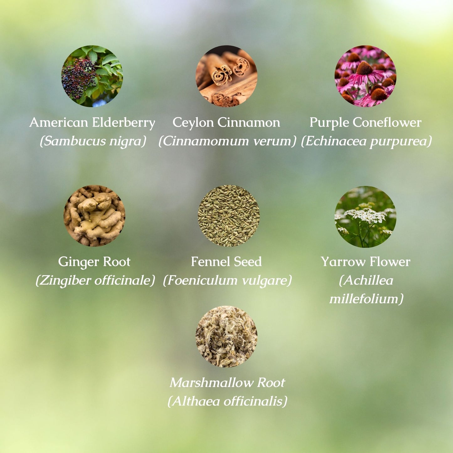 Immune Health Organic Herbal Tea